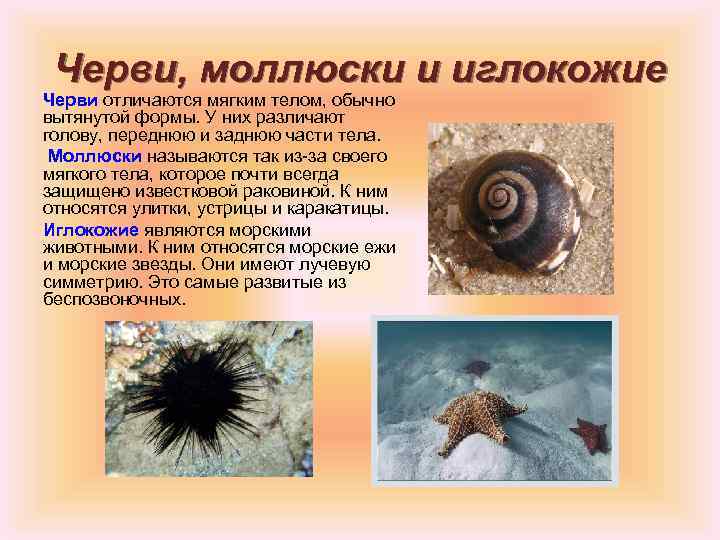 Черви, моллюски и иглокожие Черви отличаются мягким телом, обычно вытянутой формы. У них различают