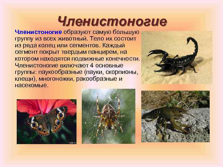 Членистоногие образуют самую большую группу из всех животный. Тело их состоит из ряда колец