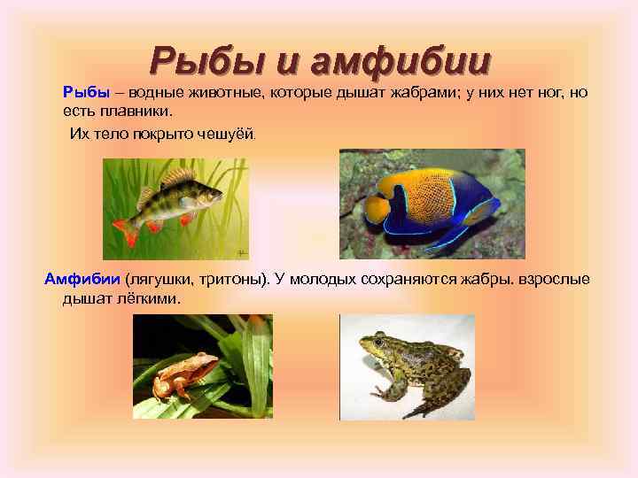 Рыбы и амфибии Рыбы – водные животные, которые дышат жабрами; у них нет ног,