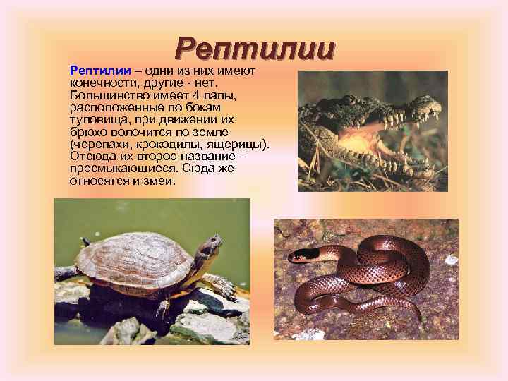 Рептилии – одни из них имеют конечности, другие - нет. Большинство имеет 4 лапы,