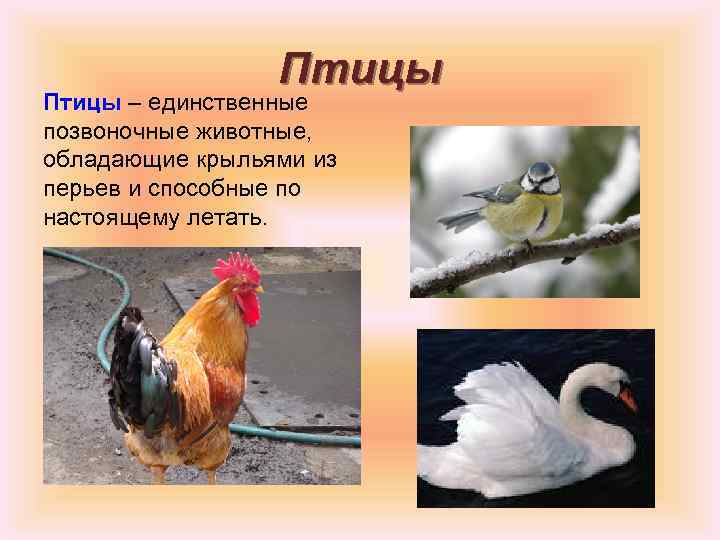 Птицы – единственные позвоночные животные, обладающие крыльями из перьев и способные по настоящему летать.