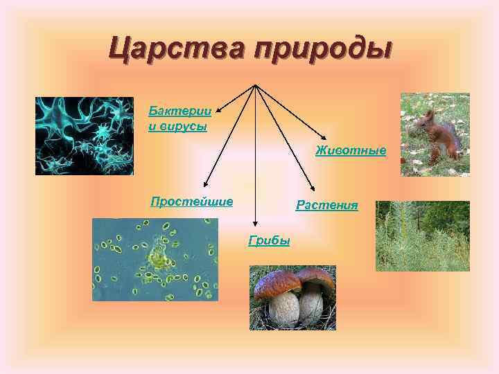Царства природы Бактерии и вирусы Животные Простейшие Растения Грибы 