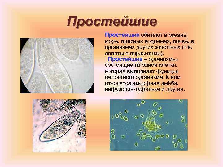 Простейшие обитают в океане, море, пресных водоемах, почве, в организмах других животных (т. е.