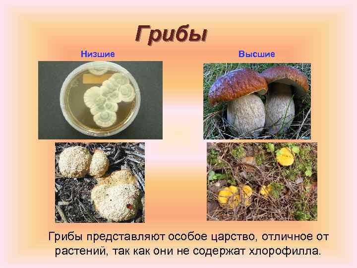 Грибы Низшие Высшие Грибы представляют особое царство, отличное от растений, так как они не