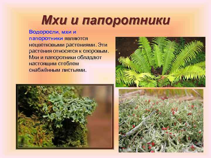 Мхи и папоротники Водоросли, мхи и папоротники являются нецветковыми растениями. Эти растения относятся к