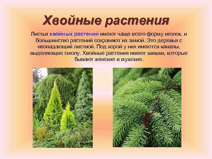 Хвойные растения Листья хвойных растений имеют чаще всего форму иголок, и большинство растений сохраняют