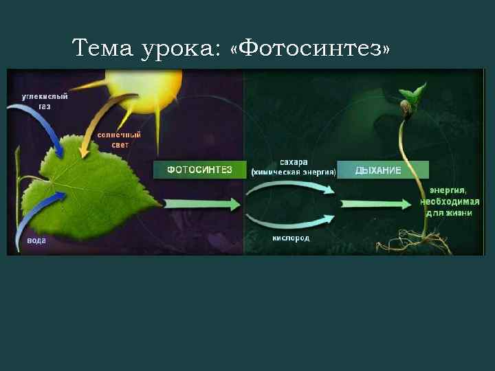 Тема урока: «Фотосинтез» 