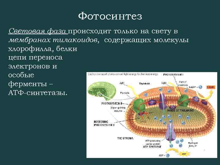 Фотосинтез Световая фаза происходит только на свету в мембранах тилакоидов, содержащих молекулы хлорофилла, белки