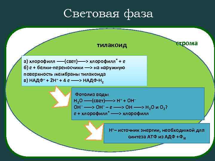 Световая фаза тилакоид строма а) хлорофилл –––(свет)–––> хлорофилл* + e б) e + белки-переносчики