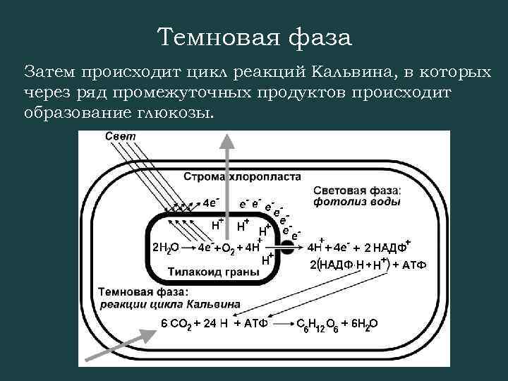 Темновая фаза Затем происходит цикл реакций Кальвина, в которых через ряд промежуточных продуктов происходит