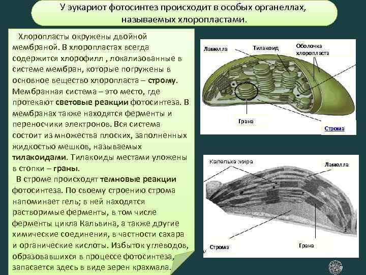 У эукариот фотосинтез происходит в особых органеллах, называемых хлоропластами. Хлоропласты окружены двойной мембраной. В