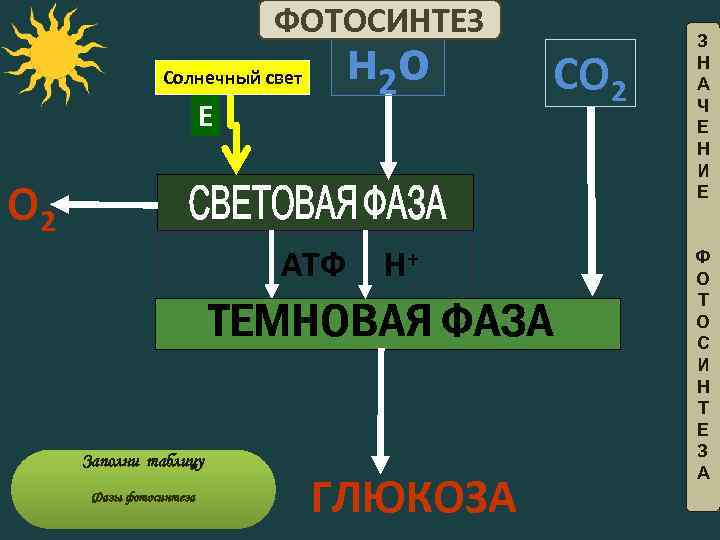 ФОТОСИНТЕЗ Солнечный свет Е н 2 о О 2 АТФ Заполни таблицу Заполни Фазы