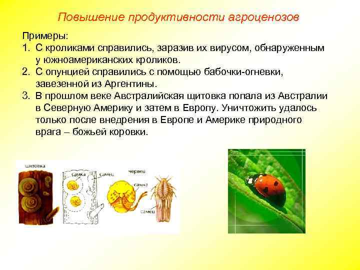 Повышение продуктивности агроценозов Примеры: 1. С кроликами справились, заразив их вирусом, обнаруженным у южноамериканских