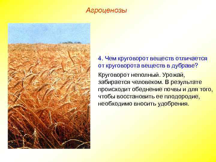 Агроценозы 4. Чем круговорот веществ отличается от круговорота веществ в дубраве? Круговорот неполный. Урожай,