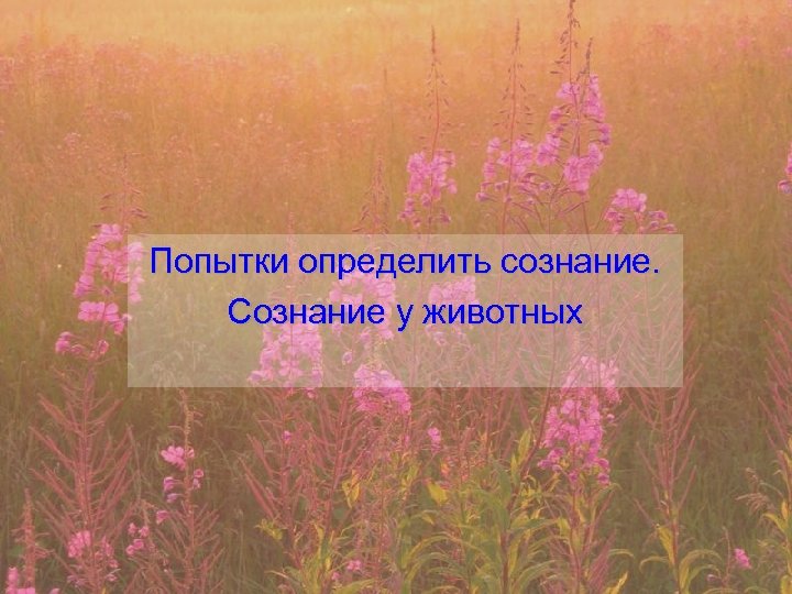 Попытки определить сознание. Сознание у животных 
