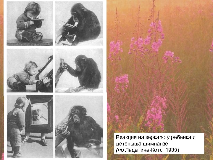 Реакция на зеркало у ребенка и детеныша шимпанзе (по Ладыгина-Котс, 1935) 