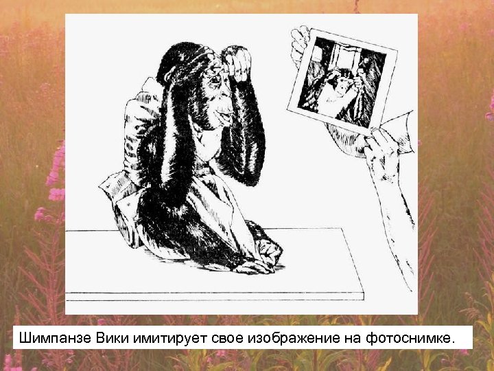 Шимпанзе Вики имитирует свое изображение на фотоснимке. 
