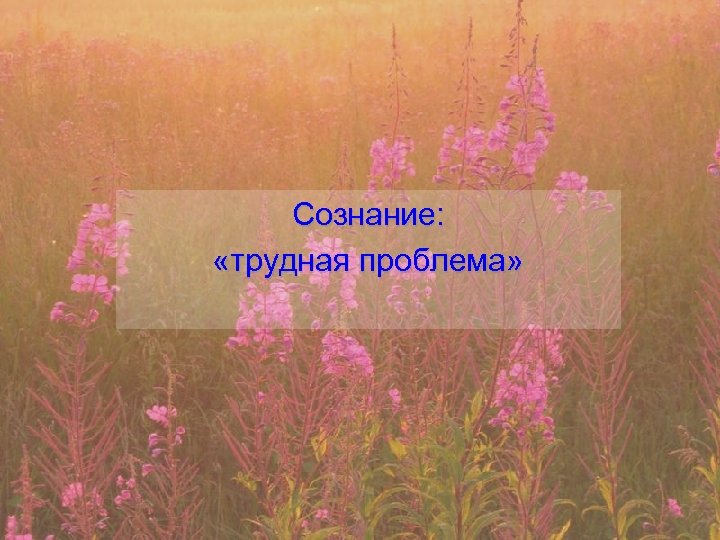 Сознание: «трудная проблема» 