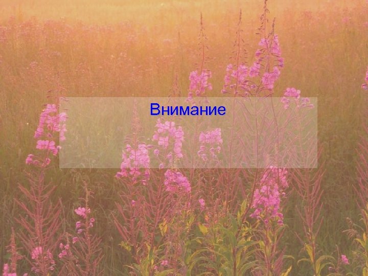 Внимание 
