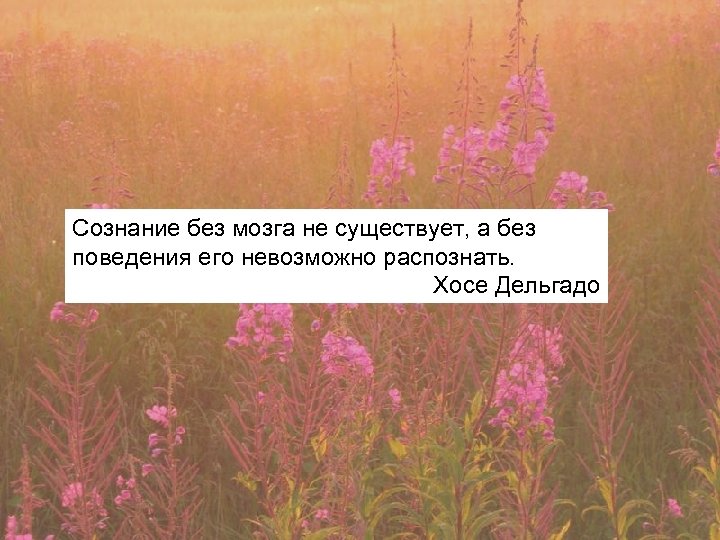 Сознание без мозга не существует, а без поведения его невозможно распознать. Хосе Дельгадо 