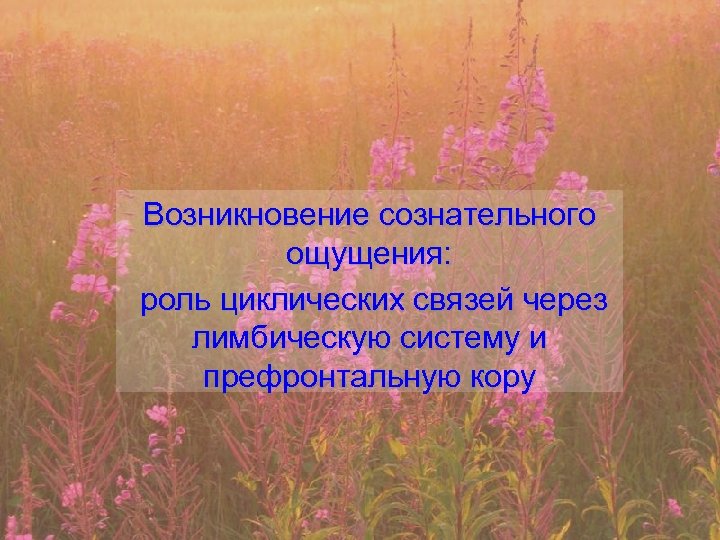 Возникновение сознательного ощущения: роль циклических связей через лимбическую систему и префронтальную кору 