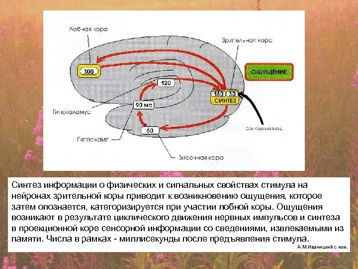 300 Синтез информации о физических и сигнальных свойствах стимула на нейронах зрительной коры приводит