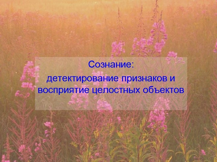 Сознание: детектирование признаков и восприятие целостных объектов 