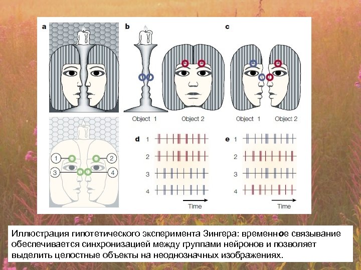 Иллюстрация гипотетического эксперимента Зингера: временное связывание обеспечивается синхронизацией между группами нейронов и позволяет выделить
