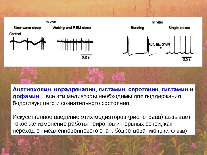 Ацетилхолин, норадреналин, гистамин, серотонин, гистамин и дофамин – все эти медиаторы необходимы для поддержания