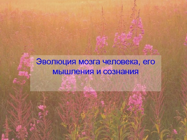 Эволюция мозга человека, его мышления и сознания 