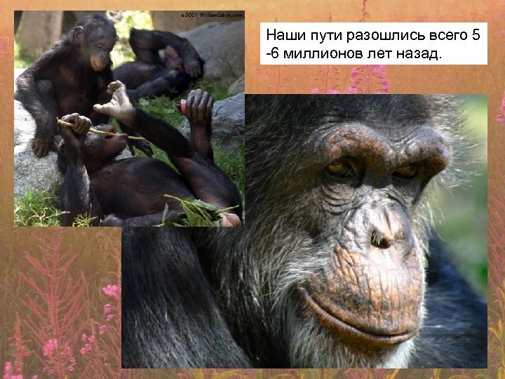 Наши пути разошлись всего 5 -6 миллионов лет назад. 