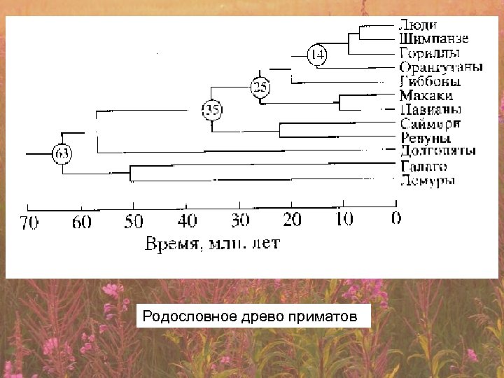 Родословное древо приматов 