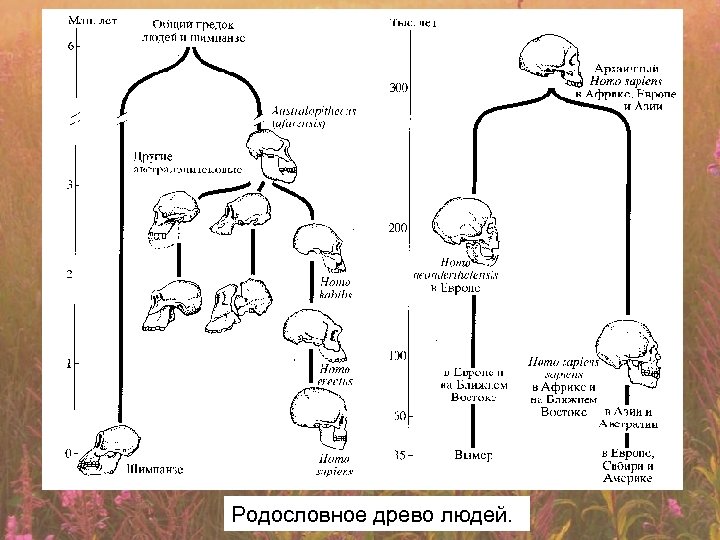 Родословное древо людей. 