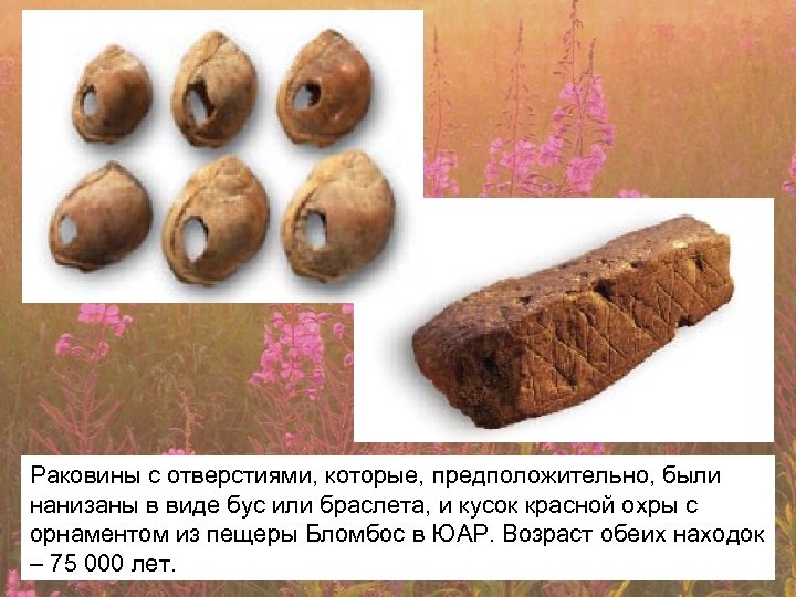 Раковины с отверстиями, которые, предположительно, были нанизаны в виде бус или браслета, и кусок