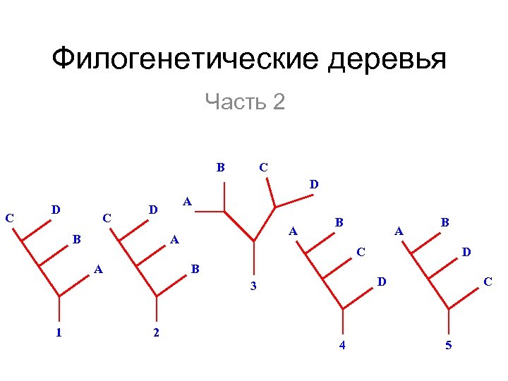 Филогенетические деревья Часть 2 B C D C A D B A A A