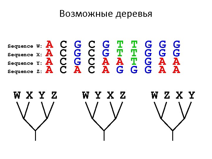 Возможные деревья A Sequence X: A Sequence Y: A Sequence Z: A Sequence W: