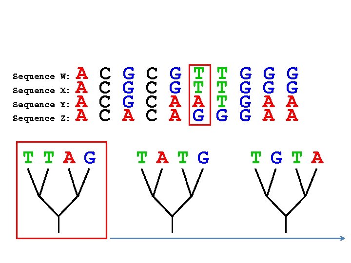 A Sequence X: A Sequence Y: A Sequence Z: A Sequence W: T T