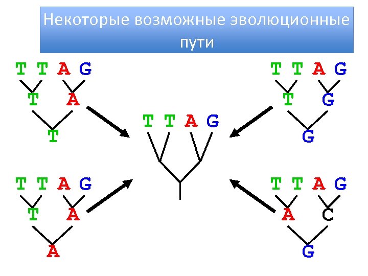 Некоторые возможные эволюционные пути T T A G T A T T T A