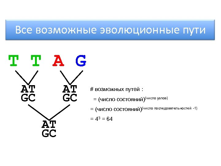 Все возможные эволюционные пути T T A G AT GC # возможных путей :
