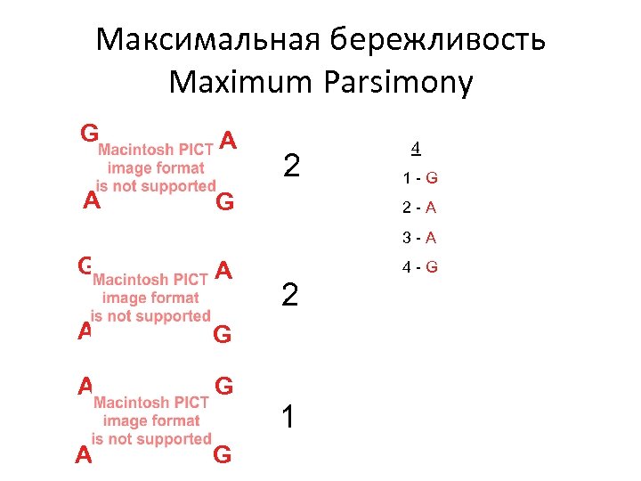 Максимальная бережливость Maximum Parsimony G A A 2 G 4 1 -G 2 -A