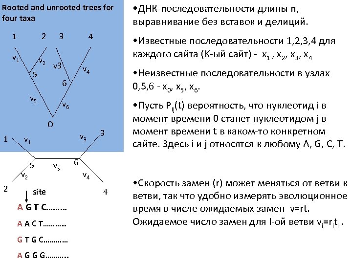 Rooted and unrooted trees for four taxa 1 2 v 1 3 v 2