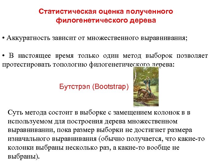 Статистическая оценка полученного филогенетического дерева • Аккуратность зависит от множественного выравнивания; • В настоящее