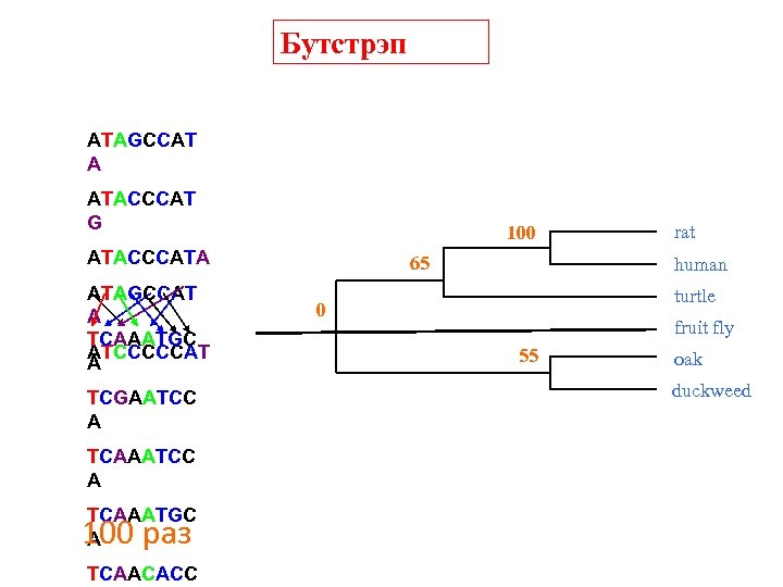Бутстрэп ATAGCCAT A ATACCCAT G 100 ATACCCATA ATAGCCAT A TCAAATGC ATCCCCCAT A TCGAATCC A