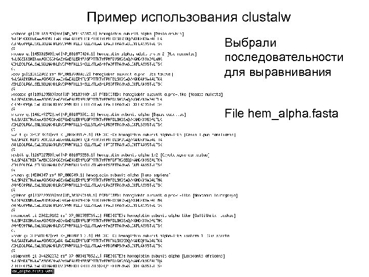 Пример использования clustalw Выбрали последовательности для выравнивания File hem_alpha. fasta 