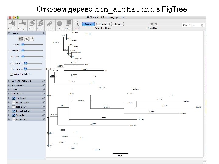 Откроем дерево hem_alpha. dnd в Fig. Tree 