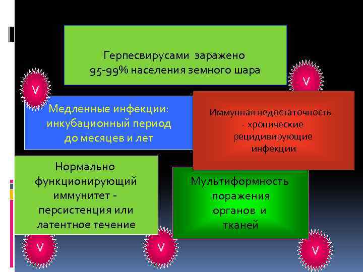 Герпесвирусами заражено 95 -99% населения земного шара V Медленные инфекции: инкубационный период до месяцев