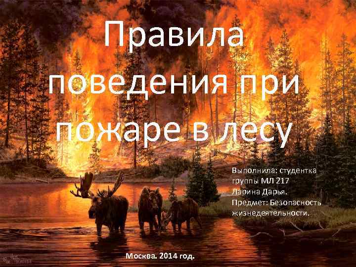 Правила поведения при пожаре в лесу Выполнила: студентка группы МЛ 217 Ларина Дарья. Предмет: