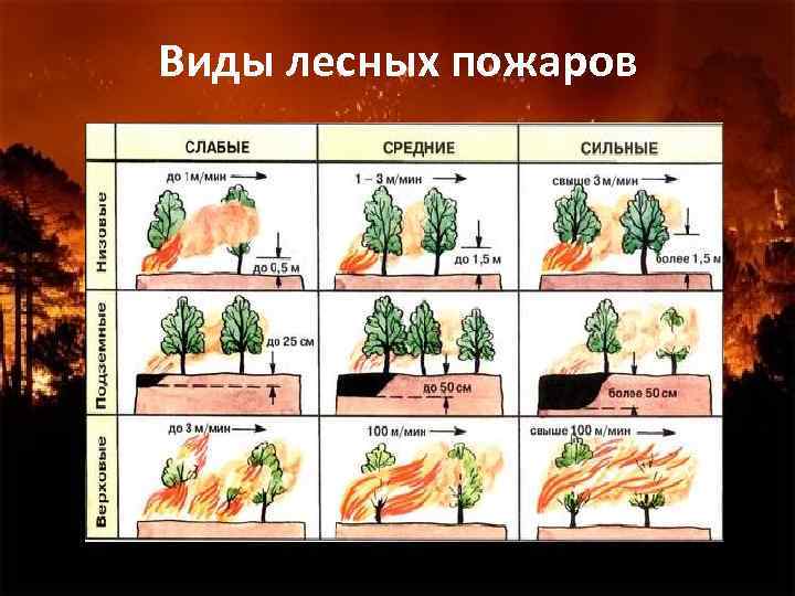 Виды лесных пожаров 