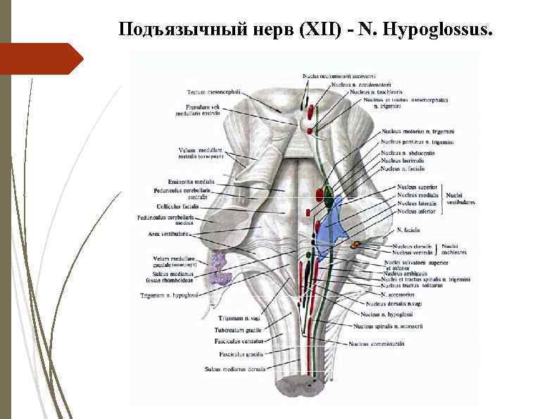 Подъязычный нерв (XII) - N. Hypoglossus. 