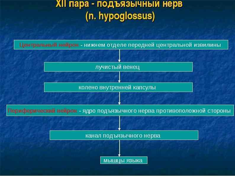 Подъязычный нерв презентация